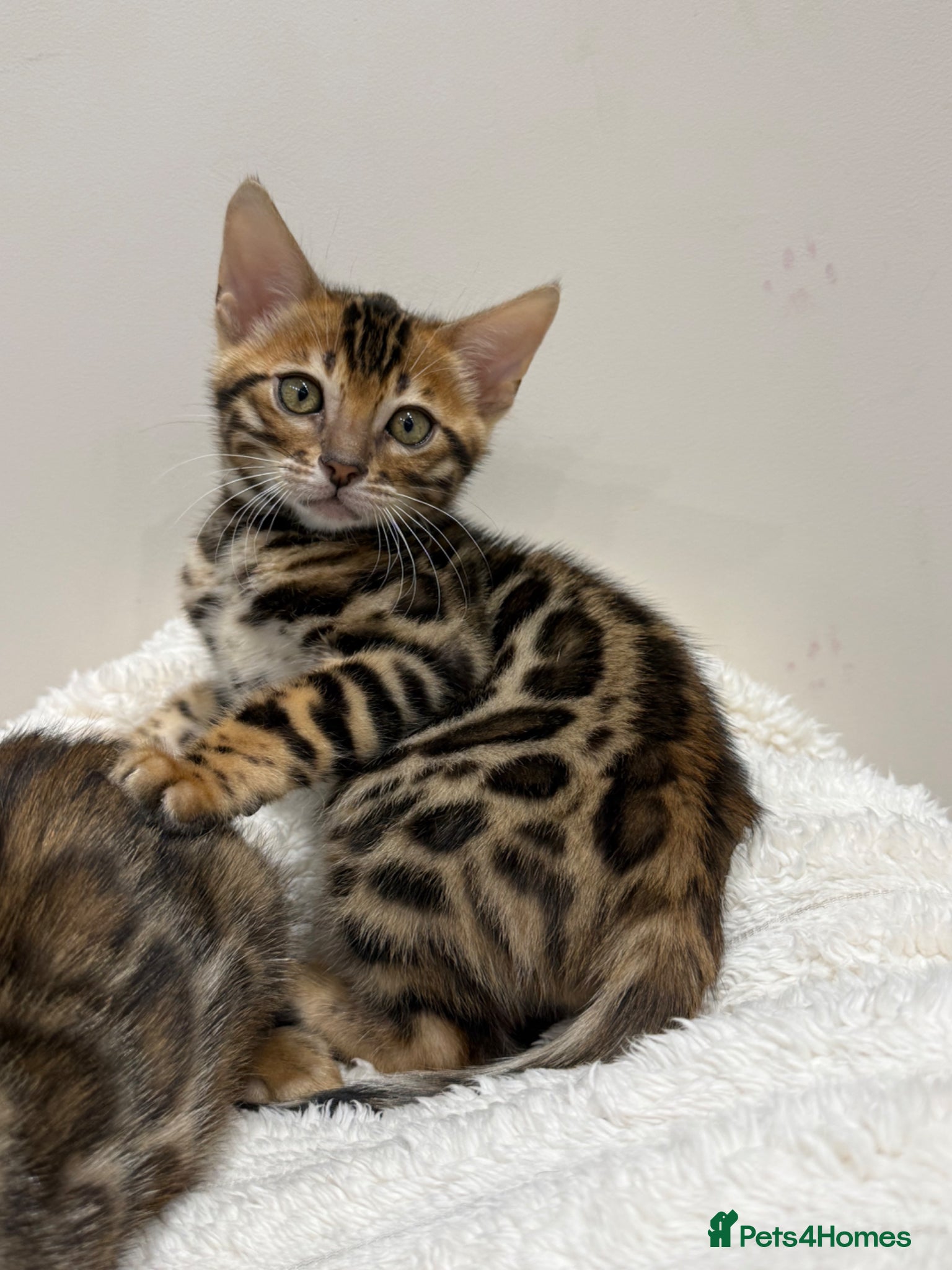 Bengal cats 🐆Adorable pedigree bengal kittens 🐆 - Advert 10