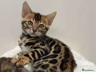 Bengal cats 🐆Adorable pedigree bengal kittens 🐆 - Advert 10