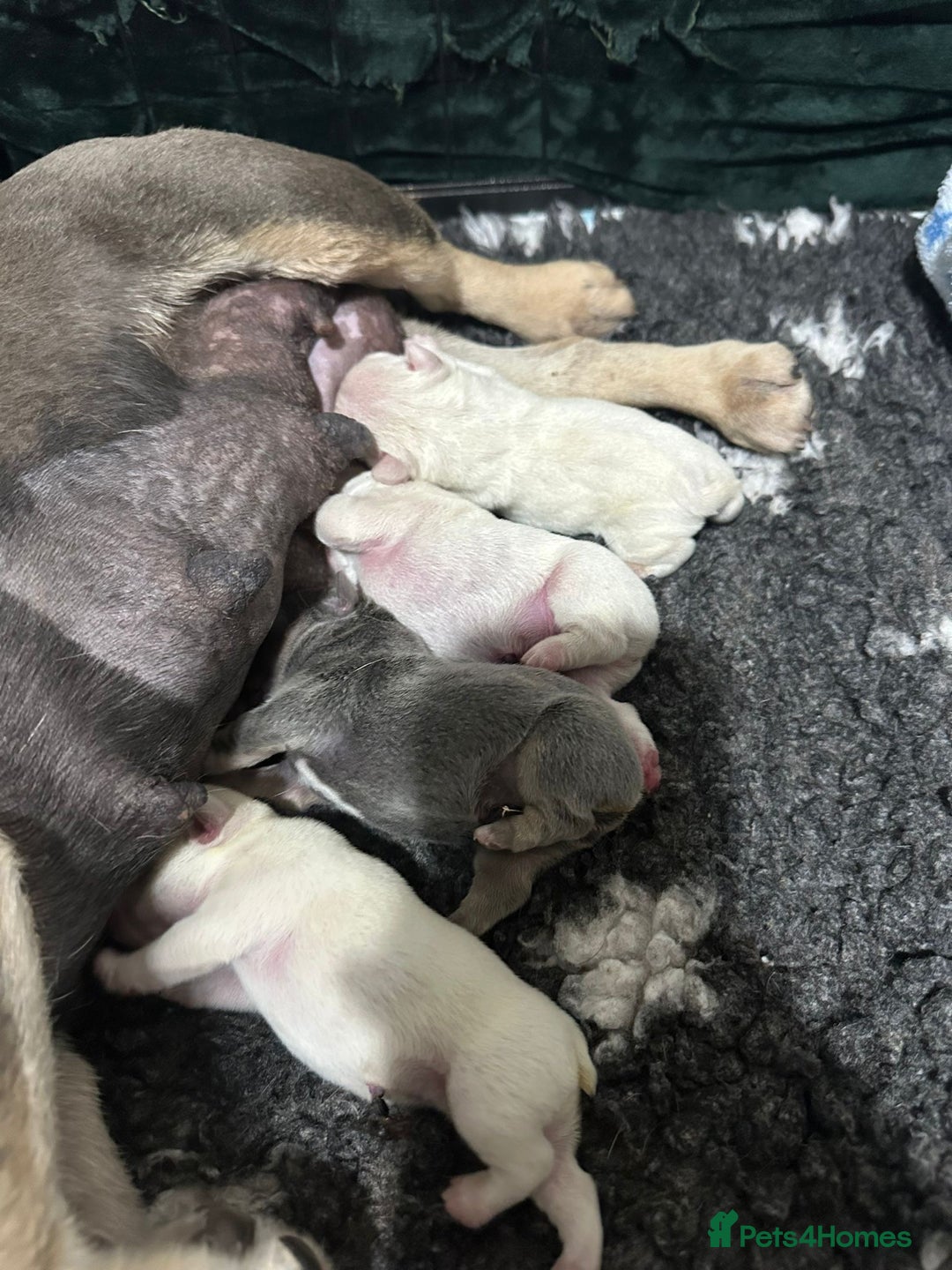 French Bulldog dogs for sale: French bulldogs READY NOW - Image 7