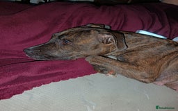 Mixed Breed dogs for sale: Staffy cross  - Image 10