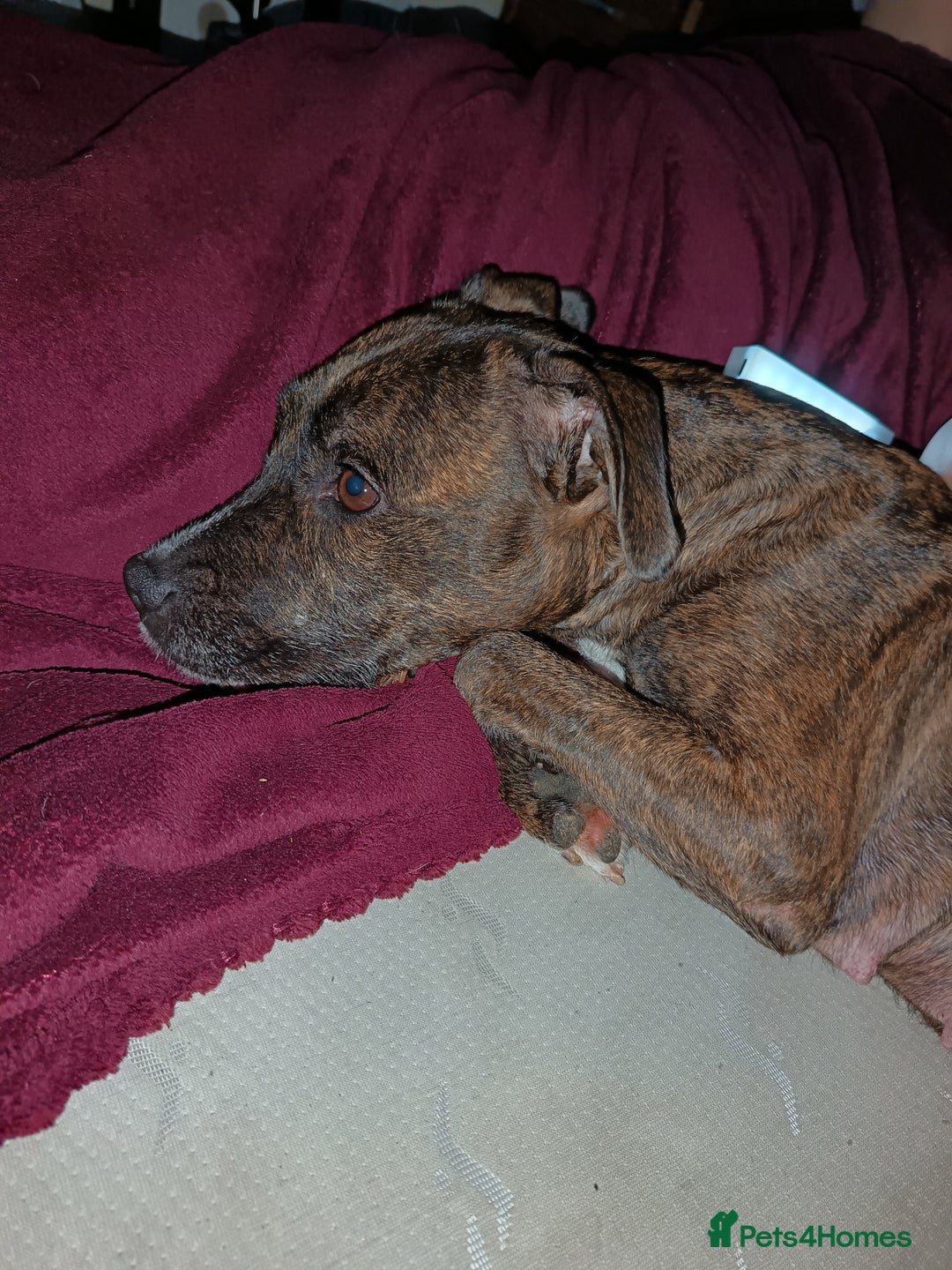 Mixed Breed dogs for sale: Staffy cross  - Image 10