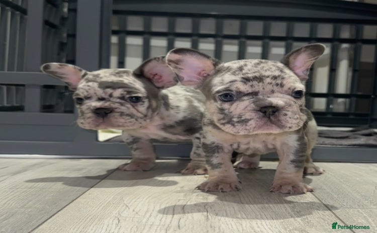French Bulldog dogs - Advert 2