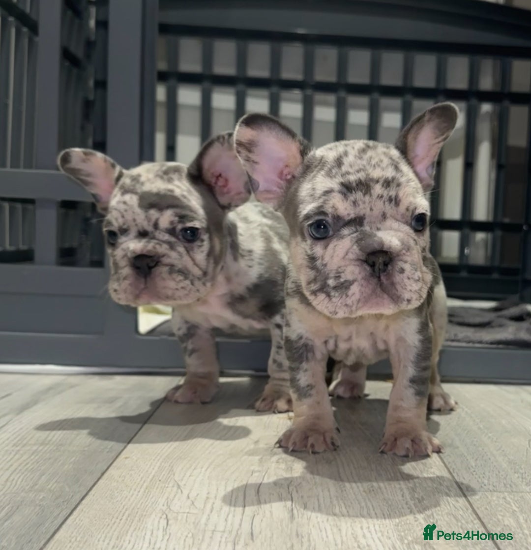 French Bulldog dogs for sale: 4 PUPPYS LEFT 🤍 French bulldog puppies 🤍 - Image 1