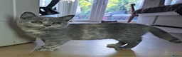 Scottish Fold cats for sale: TICA Vaccinated&Ready  toLeave SCOTTISH FOLD  - Advert 27
