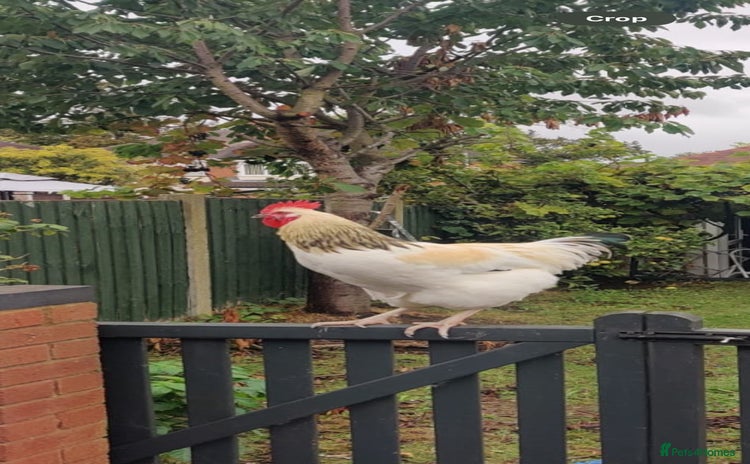 Chickens poultry - Advert 1