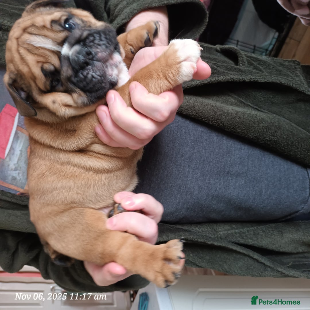 English Bulldog dogs for sale: Beautiful English buldog awaiting for new parents - Image 4