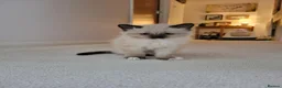 Mixed Breed cats for sale: Beautiful kittens - Advert 3