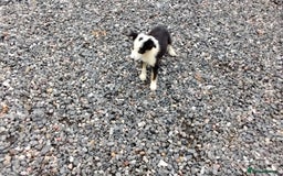 Border Collie dogs for sale: Border Collie Pups  - Image 6