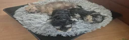 Yorkshire Terrier dogs for sale: Yorkshire Terrier 3 BEAUTIFUL GIRLS AVAILABLE 🐾💗 - Advert 8