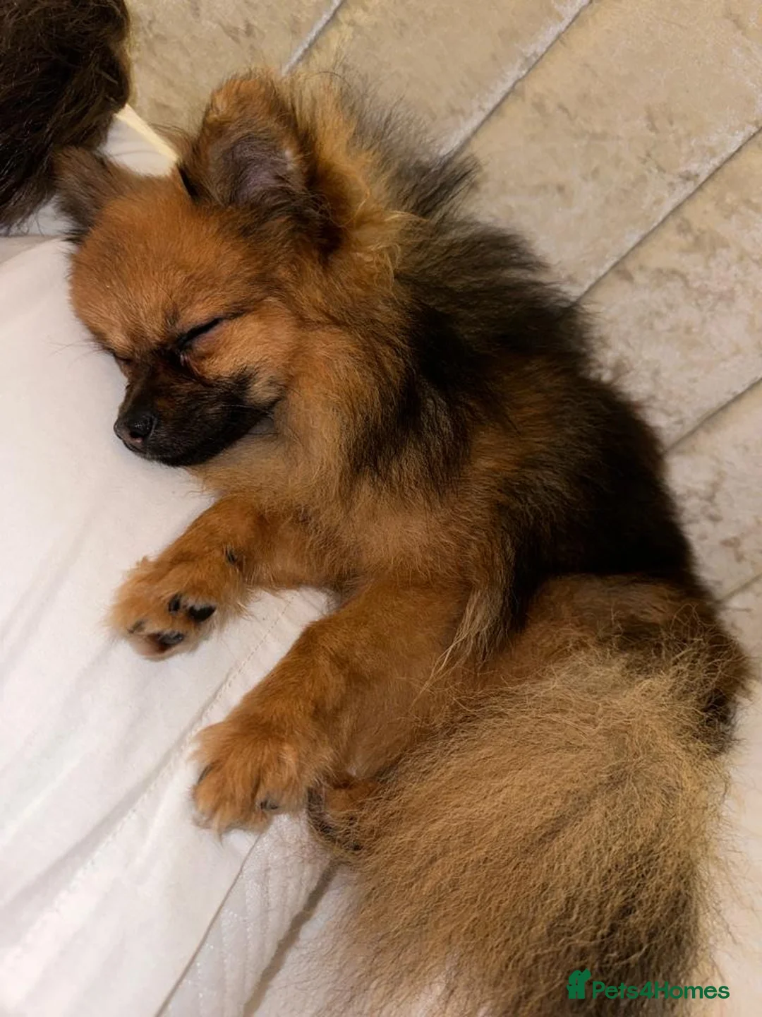 Pomeranian dogs for stud: beautiful Pomeranian boy Norman in Shildon - Advert 4