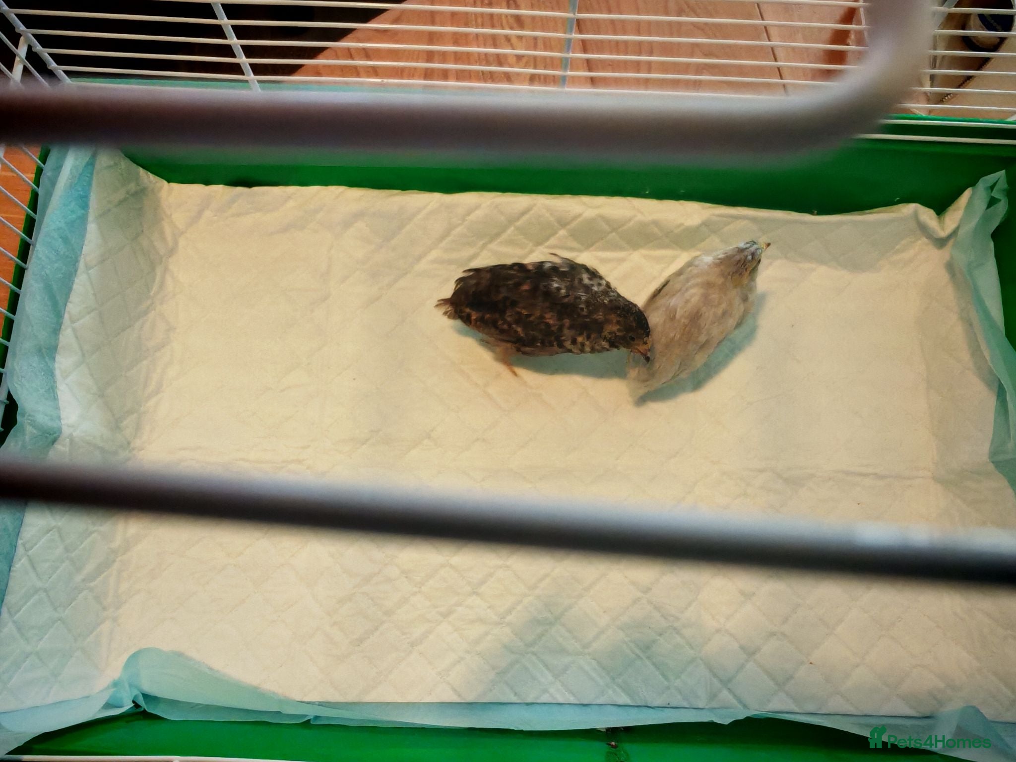 Quail poultry BUTTON Quails - Advert 14