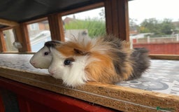 Guinea Pig rodents for sale: 9 Month Old Male Guinea Pigs Looking For Homes in Wigan - Image 33