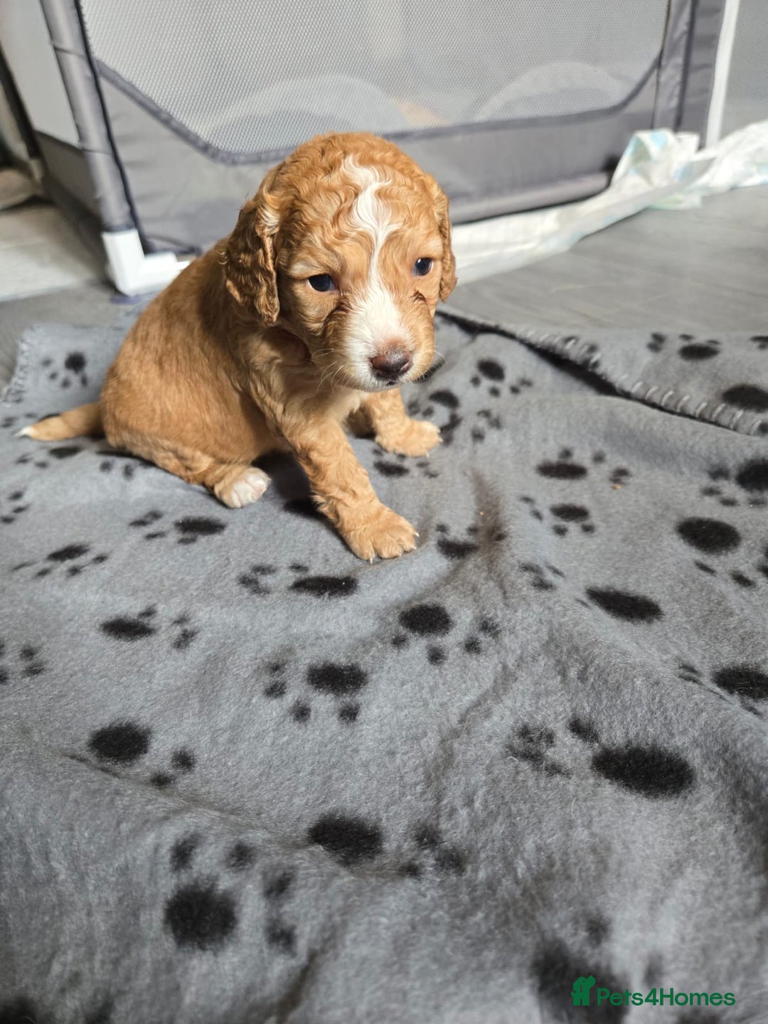 Mixed Breed dogs for sale: Litter off 8 girls f2 cockapoos  - Image 2