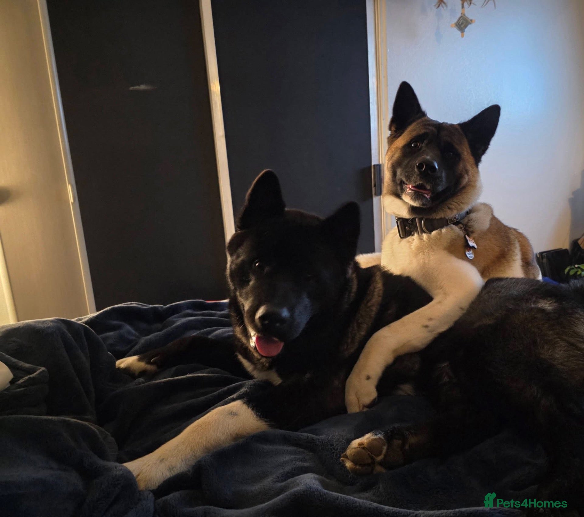 Akita dogs KC registered American Akita puppies - Advert 15