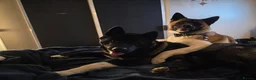 Akita dogs for sale: KC registered American Akita puppies - Advert 2