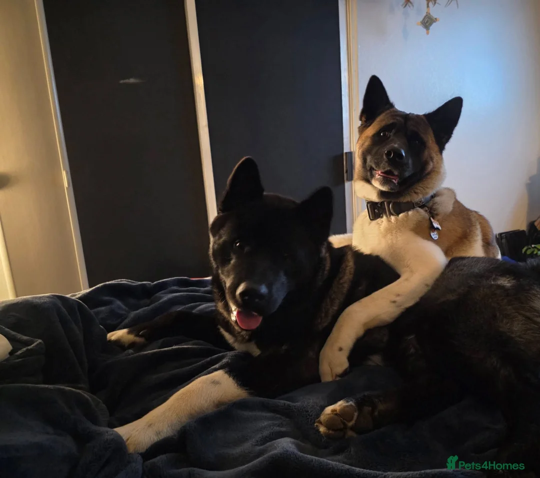 Akita dogs for sale: KC registered American Akita puppies - Advert 2