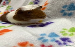 Guinea Pig rodents for sale: Guinea pigs for sale  - Image 6