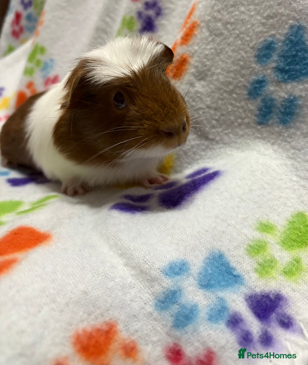 Guinea Pig rodents for sale: Guinea pigs for sale  - Image 6