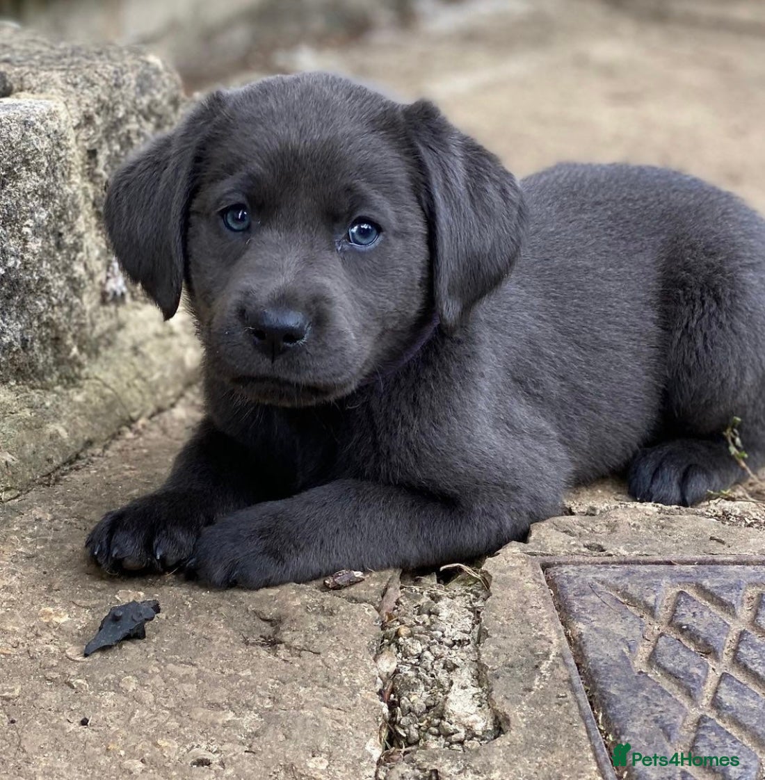 Labrador Retriever dogs ⭐️ READY NOW KC REG VET CHECK, 5 🌟LICENCED  - Advert 6