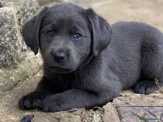 Labrador Retriever dogs ⭐️ READY NOW KC REG VET CHECK, 5 🌟LICENCED - Advert 6