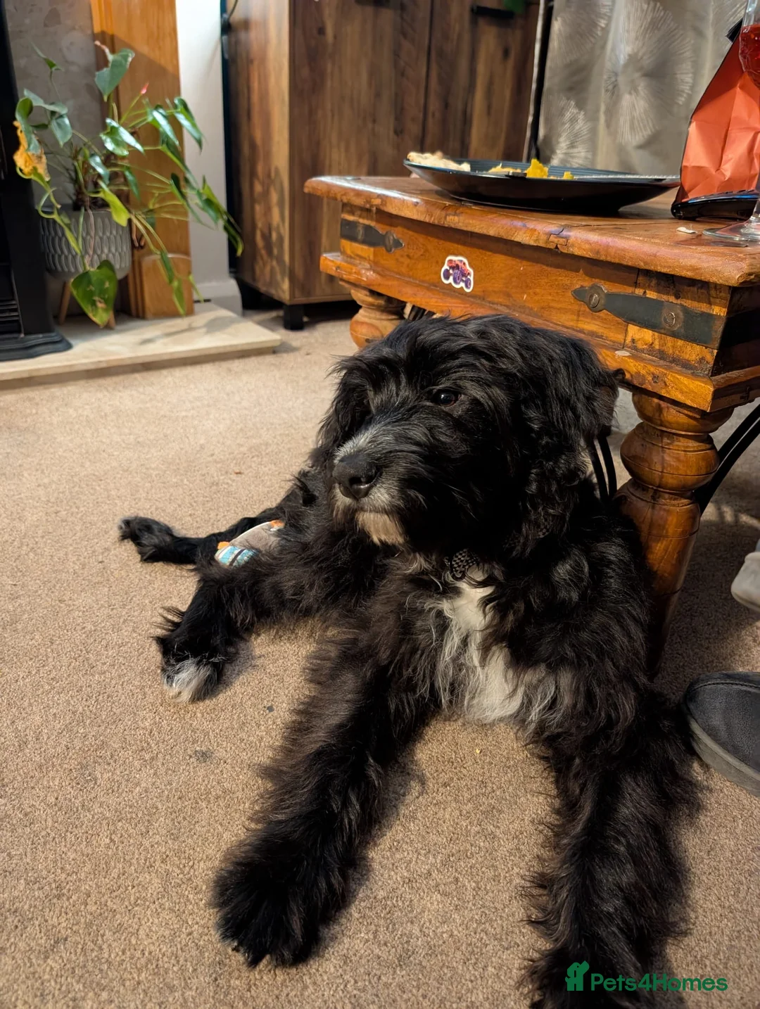 Jackapoo dogs for sale: New home for playful Jackapoo in Chester - Advert 1