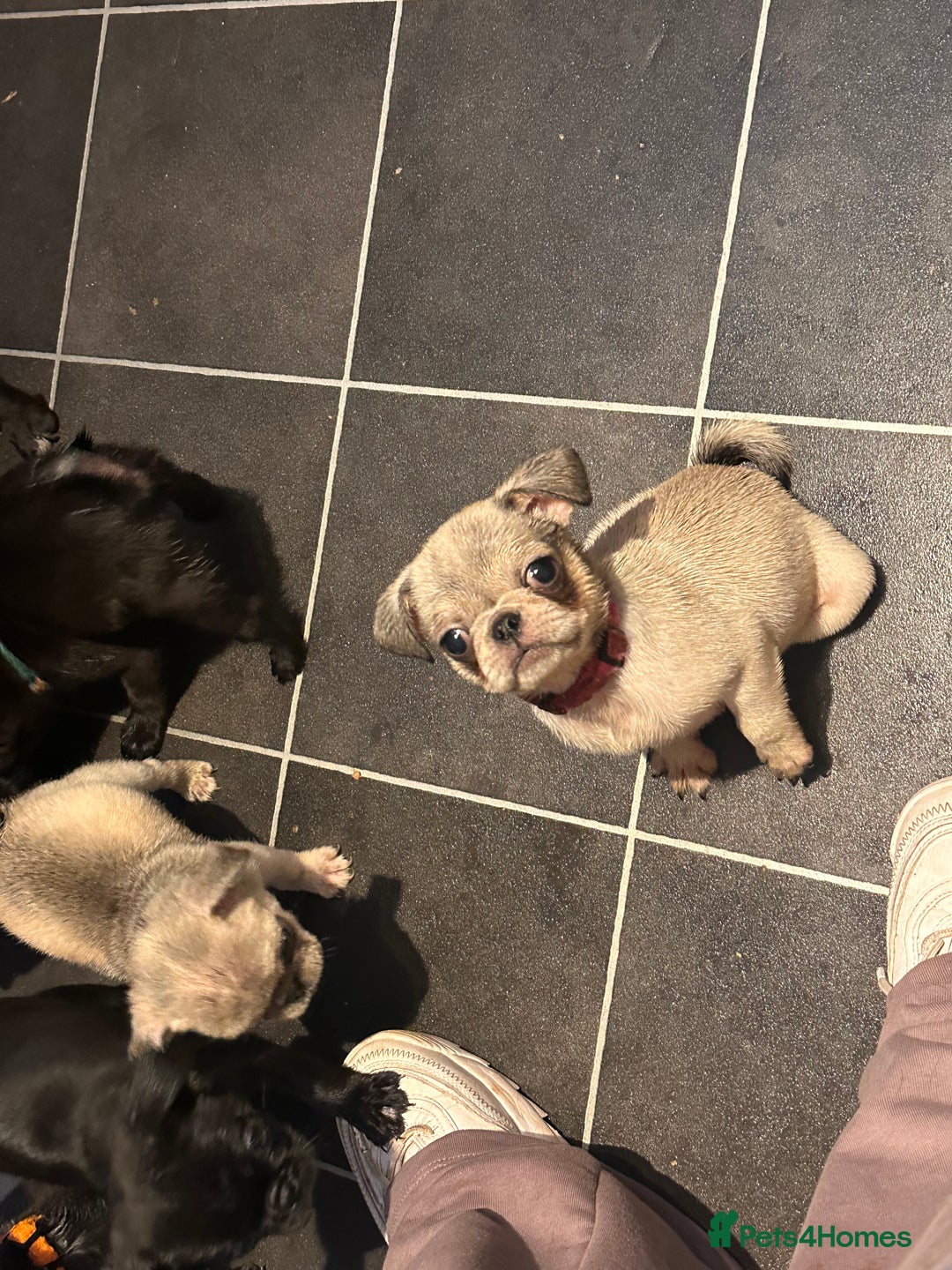Pug dogs for sale: **Ready to go! 9 week old pug puppies** - Image 5