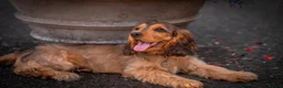 Cocker Spaniel dogs for sale: RKC SHOW COCKER SPANIEL PUPPIES EXTENSIVELY HEALTH - Advert 10