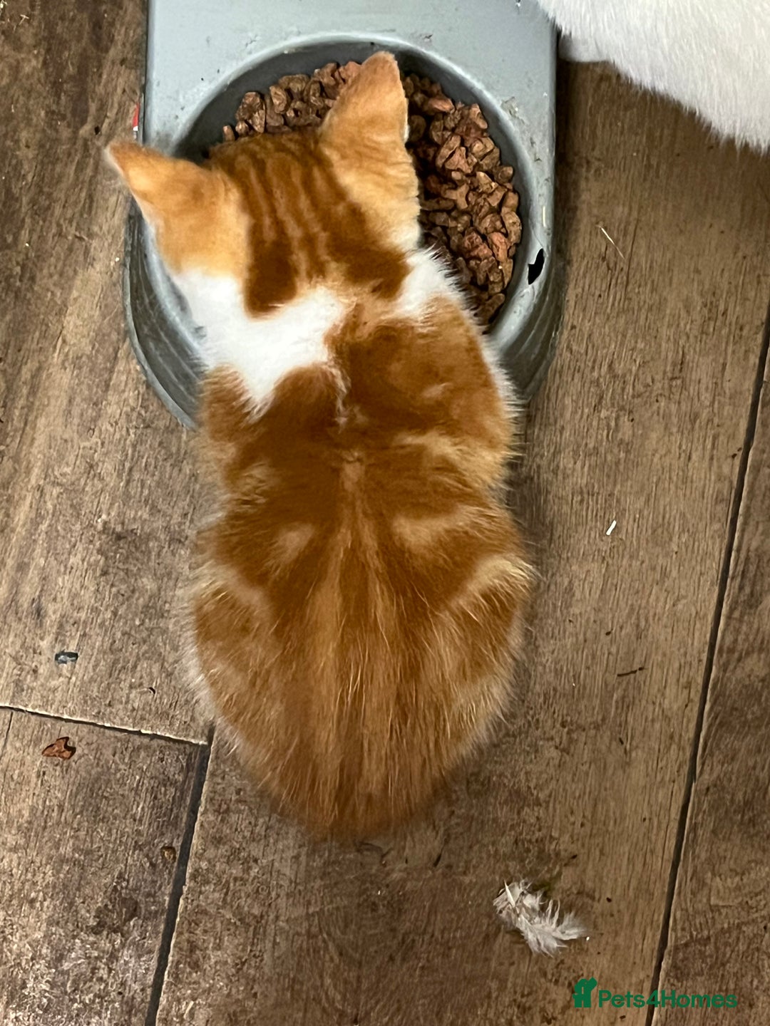 Mixed Breed cats for sale: Mixed litter  - Image 26
