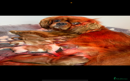 Cavalier King Charles Spaniel dogs for stud: Kc dna clear cavalier boy for stud  in Huddersfield - Image 7