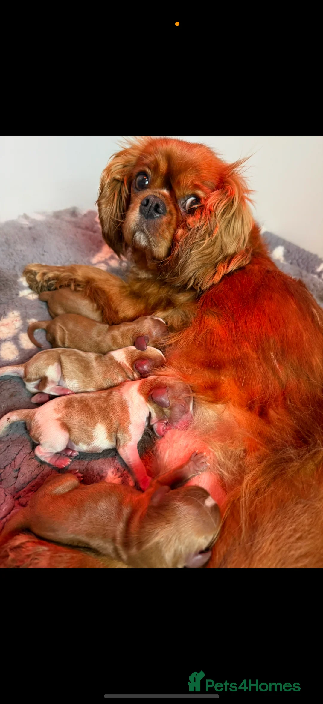 Cavalier King Charles Spaniel dogs for stud: Kc dna clear cavalier boy for stud  in Huddersfield - Advert 7