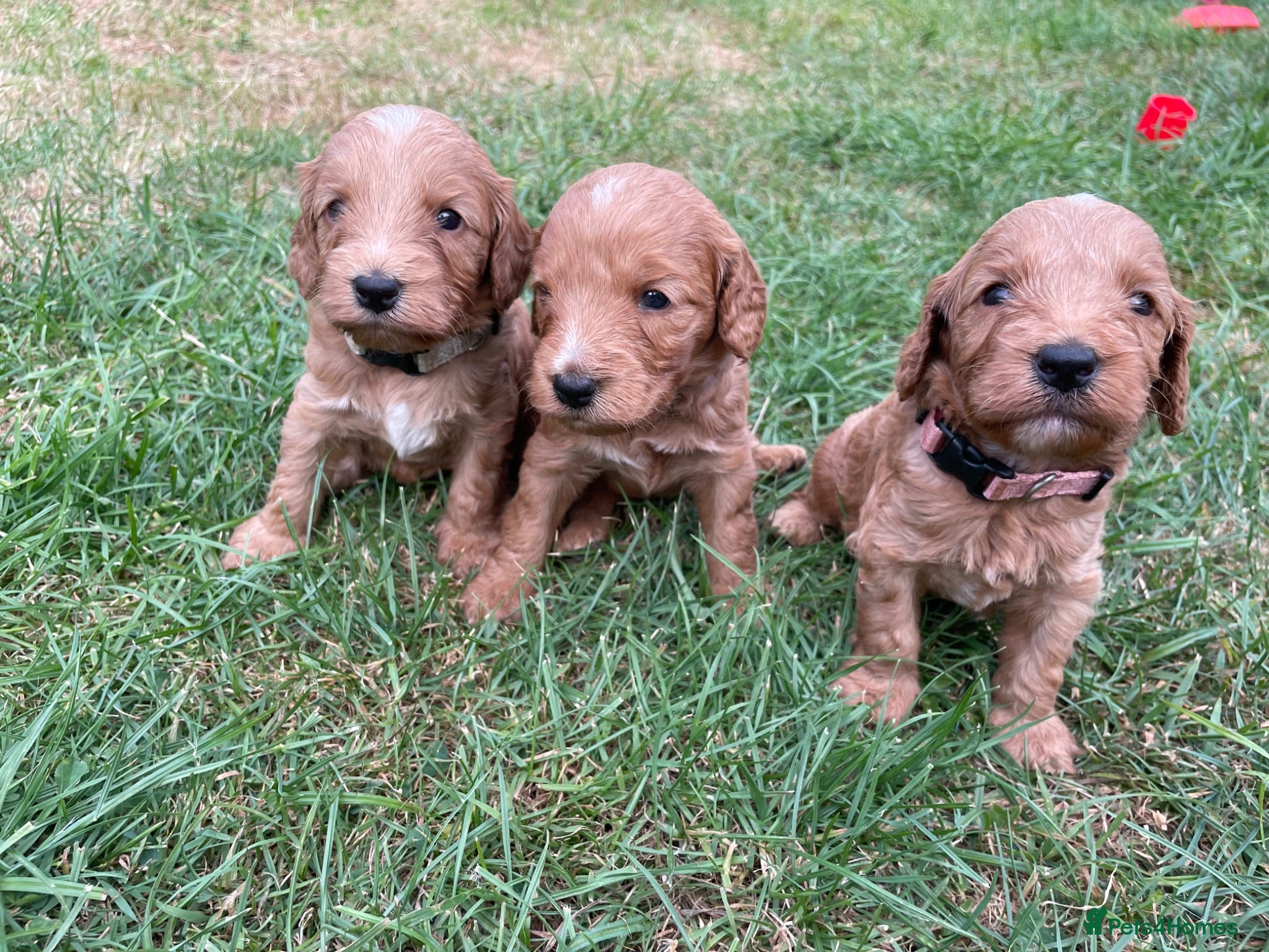 Cockapoo dogs Beautiful litter of cockapoos - Advert 4