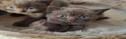 British Shorthair cats for sale: TICA Stunning Chocolate British Short Hair Kittens in Merthyr Tydfil - Advert 6