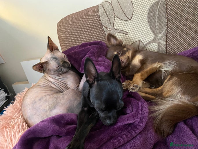 Gallery Image {{count}}