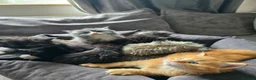 Maine Coon cats for sale: READY AUGUST- Tica Pedigree Maine Coons - Advert 12