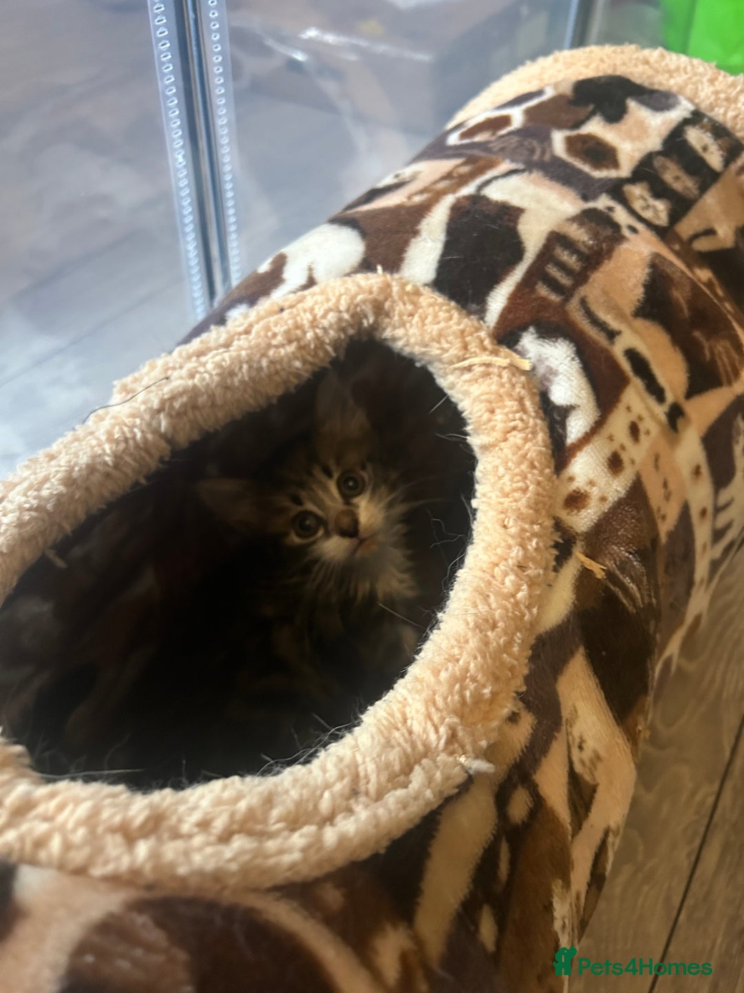 Mixed Breed cats for sale: KITTENS - Advert 7