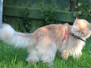 Maine Coon cats in Dereham - Advert 6