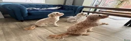 Cockapoo dogs for sale: Cockapoo Puppies  - Advert 4