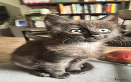 Mixed Breed cats for sale: Stunning kittens (3) - Image 7