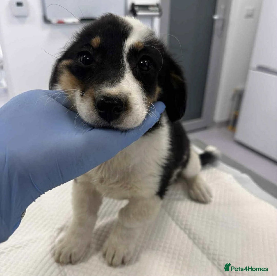 Mixed Breed dogs for adoption: 🥦Broccoli🥦 for adoption, coming into BUCKS - Image 9