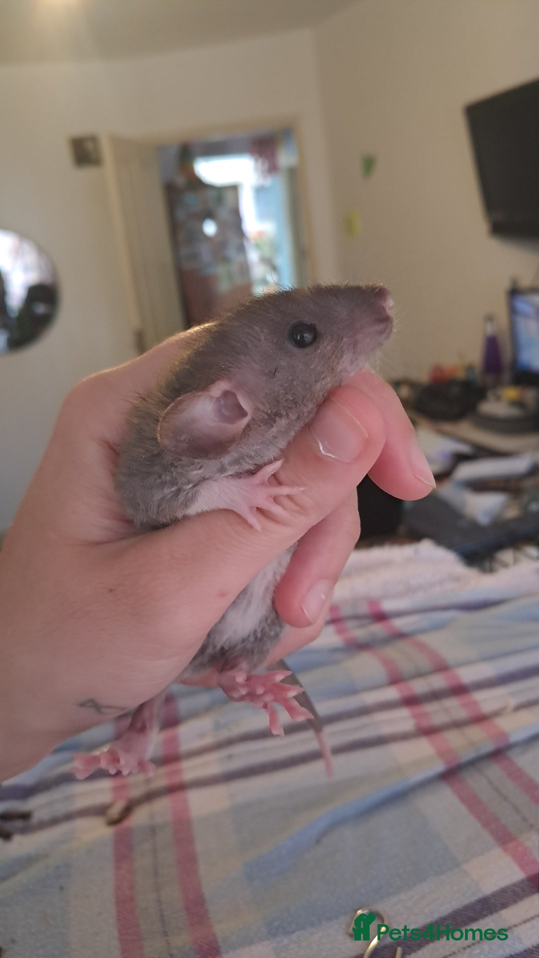 Rat rodents for sale: All rats have been reserved. - Image 11