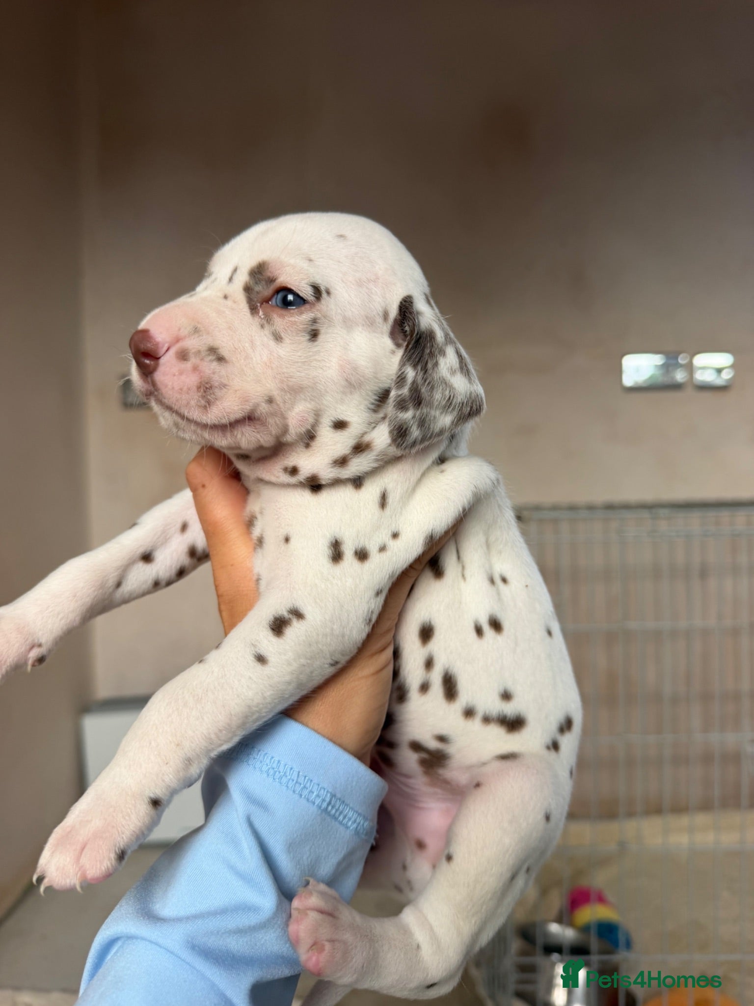 Dalmatian dogs 🐾🏆Dalmatian puppies🏆🐾 - Advert 1