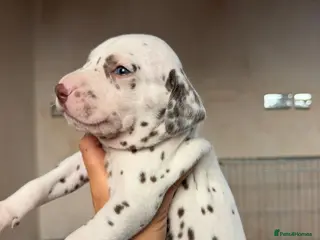 Dalmatian dogs 🐾🏆Dalmatian puppies🏆🐾 - Advert 1