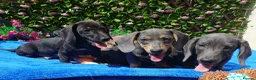 Miniature Dachshund dogs for sale: 🌈 BEAUTIFUL “RAINBOW” DACHSHUND LITTER 🌈 - Advert 11