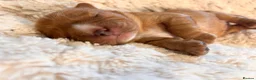 Cavalier King Charles Spaniel dogs for sale:  KC registered Ruby puppies - Advert 6