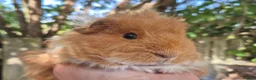 Guinea Pig rodents for sale: Sheltie and texel boars  - Advert 3
