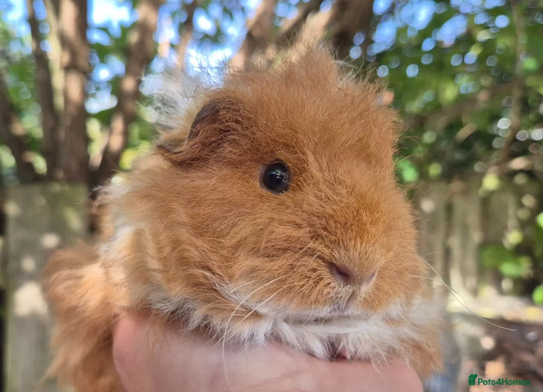 Guinea Pig rodents for sale: Sheltie and texel boars  - Advert 3