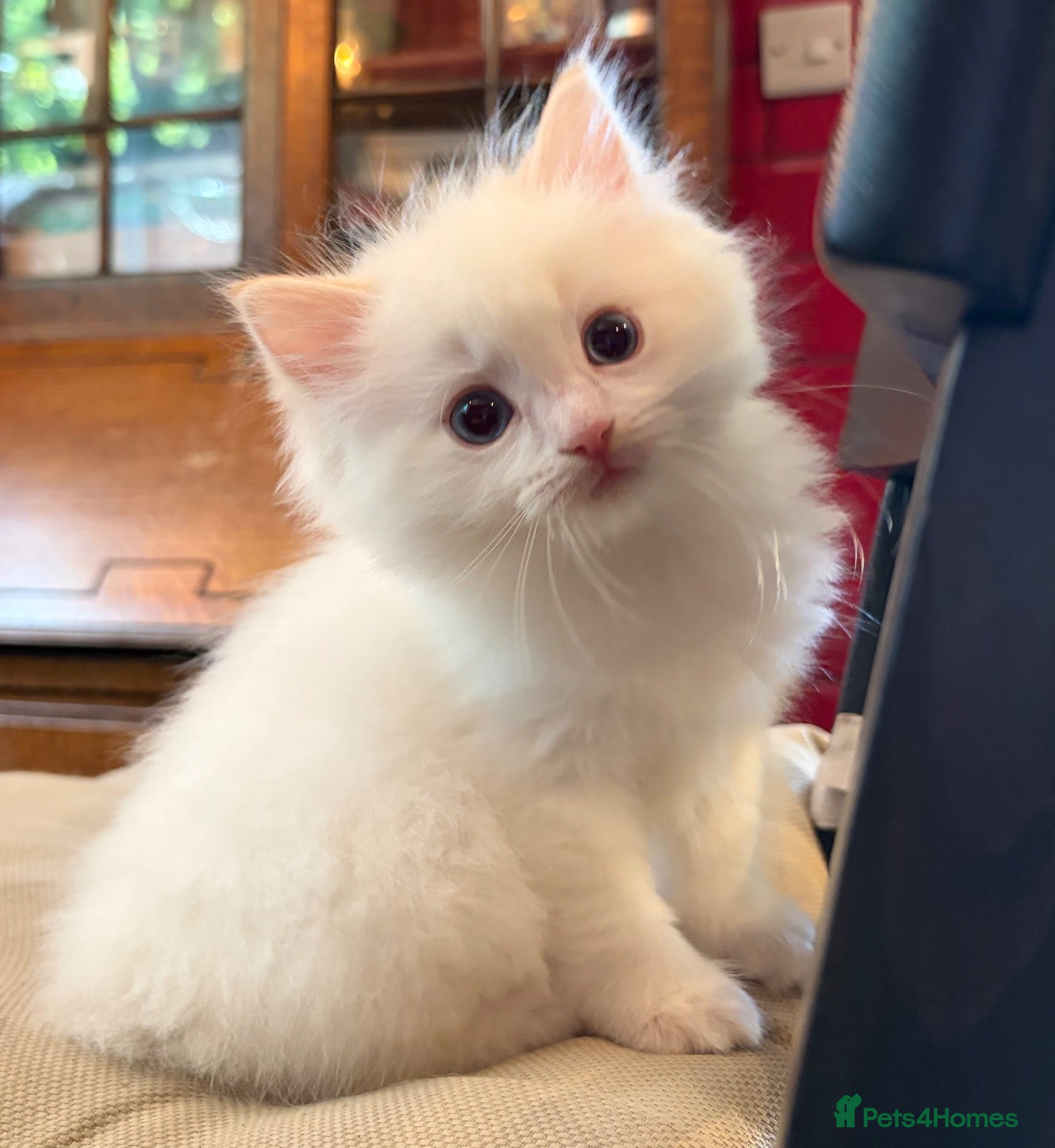 Ragdoll cats TICA Flame 🔥 Ragdoll Boy - Purr Machine! - Advert 3