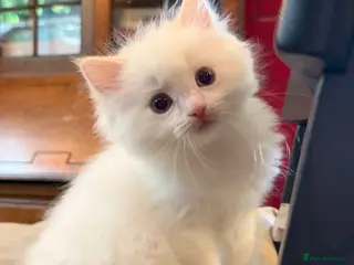 Ragdoll cats TICA Flame 🔥 Ragdoll Boy - Purr Machine! - Advert 3