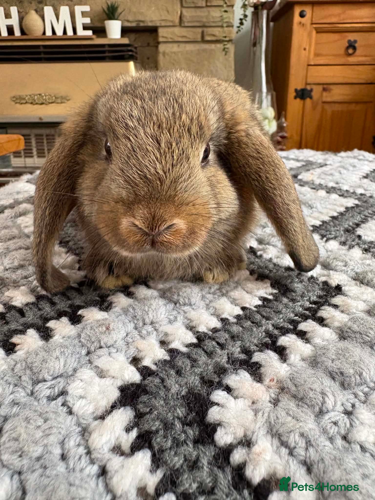 Netherland Dwarf rabbits Baby rabbits  - Advert 10