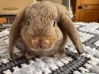 Netherland Dwarf rabbits Baby rabbits - Advert 5